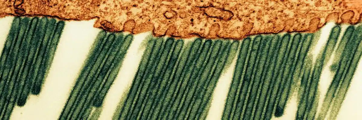 Cellular energy and longevity concept focused on mitochondria