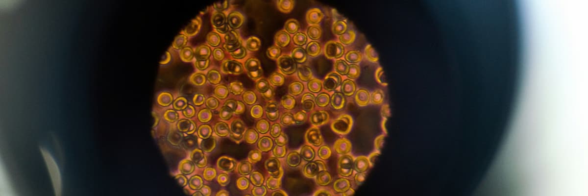 Supplements and nutrition supporting healthy cellular ageing and longevity
