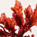 Red algae, source of astaxanthin in AEVUM Daily Vitals