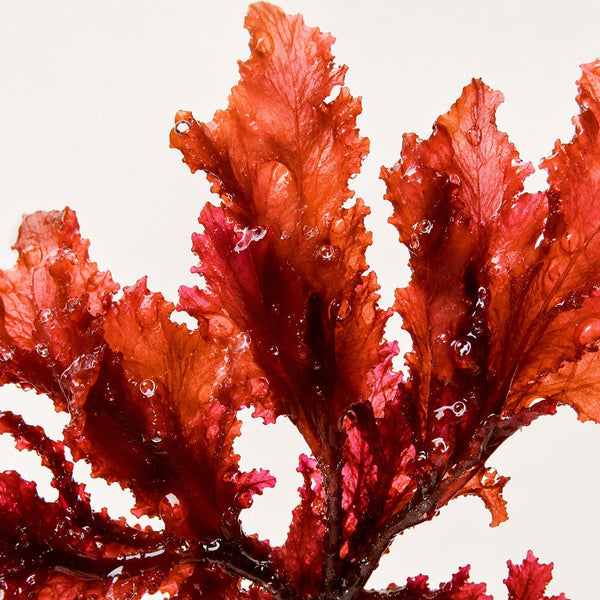Astaxanthin