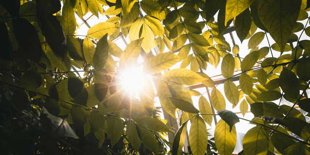 Morning sunlight shining through golden green leaves, representing curcumin being absorbed as part of a daily ritual