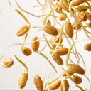 Sprouted wheat, source of vitamin B1 in AEVUM Daily Vitals