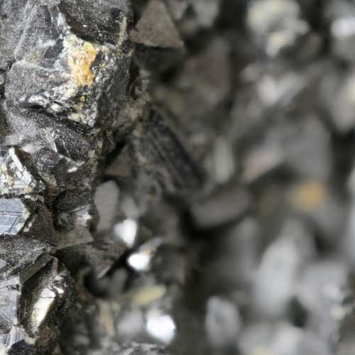 longevity supplement